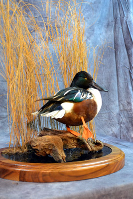 Central NY Taxidermists